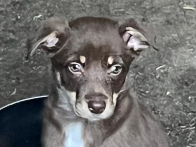 Border Collie x Australian Kelpie puppies for sale in Kildare