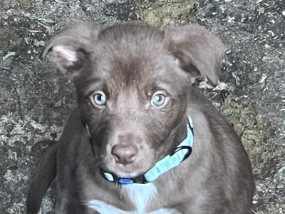 Border Collie x Australian Kelpie puppies for sale in Kildare