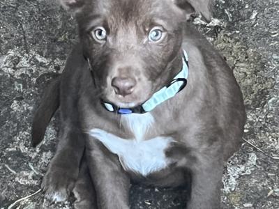 Border Collie & Australian Kelpie Cross, Pups for Sale 2 Months Old