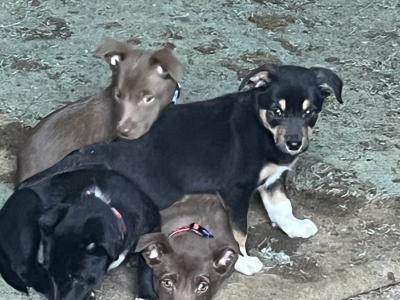 Border Collie & Australian Kelpie Cross, Pups for Sale 2 Months Old