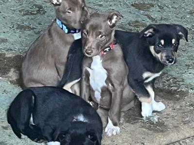 Border Collie & Australian Kelpie Cross, Pups for Sale 2 Months Old