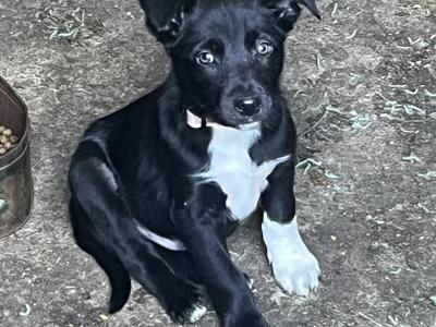 Border Collie & Australian Kelpie Cross, Pups for Sale 2 Months Old