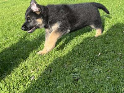Female German Shepherd puppy in Galway