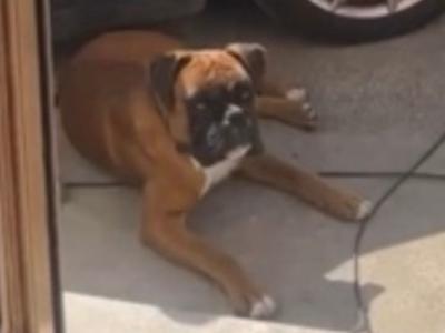 2 year old IKC Reg. Boxer