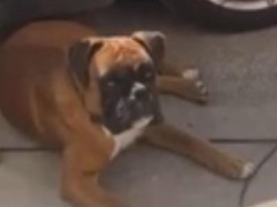 2.5 year old IKC Registered male Boxer in Galway