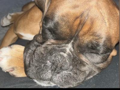 2 year old IKC Reg. Boxer