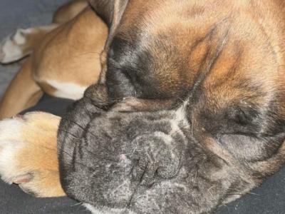 2.5 year old IKC Registered male Boxer in Galway