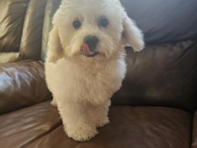 IKC Registered(pending) Bichon Frise puppies in Galway