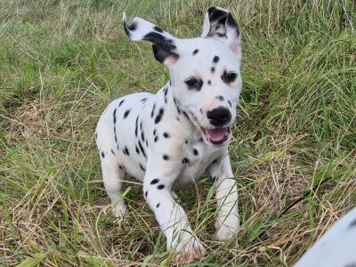 IKC Registered male Pedigree Dalmatian puppy in Cork