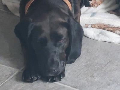 Luna is a female Beagle x Bavarian Hound dog in Dublin who needs a new home