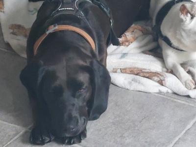 Luna is a female Beagle x Bavarian Hound dog in Dublin who needs a new home