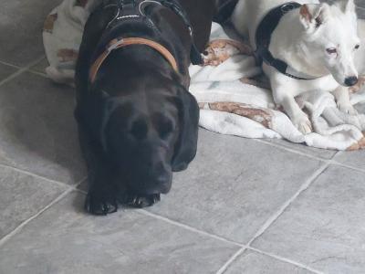 Luna is a female Beagle x Bavarian Hound dog in Dublin who needs a new home