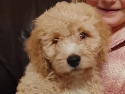 (One male left )Maltipoo puppies in Offaly