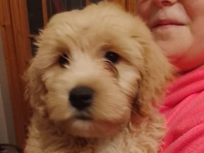 (One male left )Maltipoo puppies in Offaly