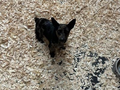 Merle Jack Russell For Stud