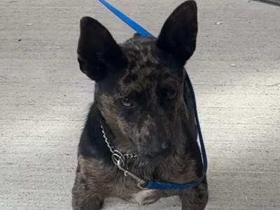 Merle Jack Russell For Stud