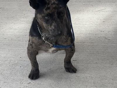 Merle Jack Russell For Stud