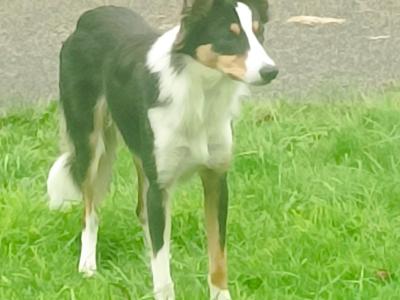 Male Tri Coloured Border Collie puppy 10 months old in Longford