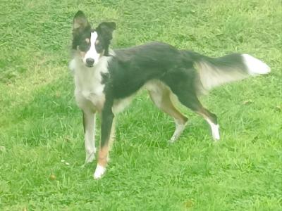Male Tri Coloured Border Collie puppy 10 months old in Longford