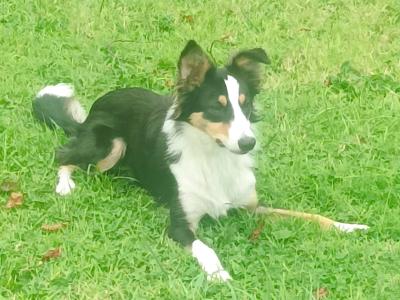 Male Tri Coloured Border Collie puppy 10 months old in Longford