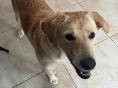 Female Golden Labrador puppy 10 months old in Sligo