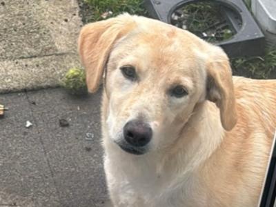 Female Golden Labrador puppy 10 months old in Sligo