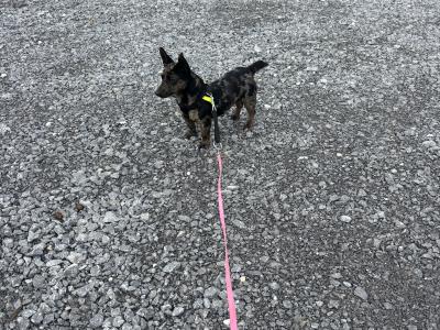 Merle Jack Russell For Stud