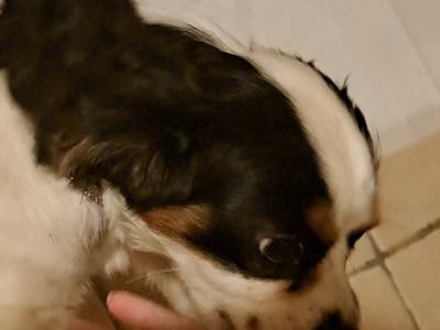 Beautiful Cavalier King Charles Spaniel for stud in Westmeath