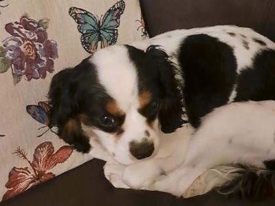Beautiful Cavalier King Charles Spaniel for stud in Westmeath