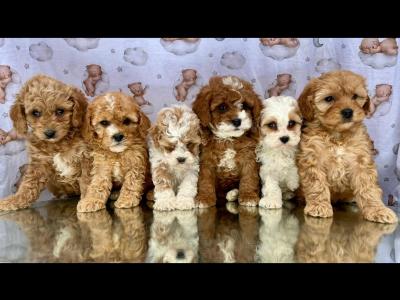 Top Quality health checked Cavapoo puppies in Cavan