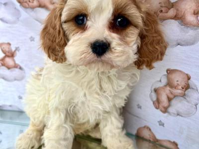 Top Quality health checked Cavapoo puppies in Cavan