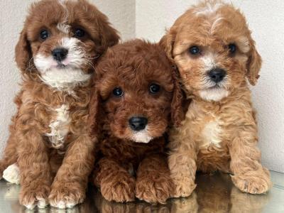 Top Quality health checked Cavapoo puppies in Cavan