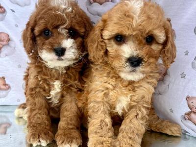 Top Quality health checked Cavapoo puppies in Cavan