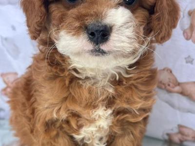 Top Quality health checked Cavapoo puppies in Cavan