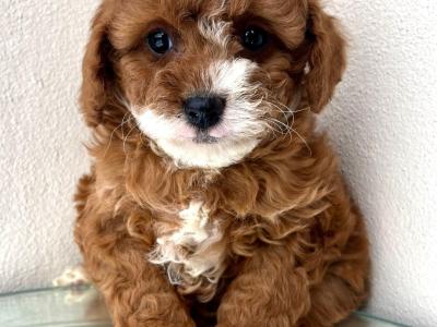 Top Quality health checked Cavapoo puppies in Cavan