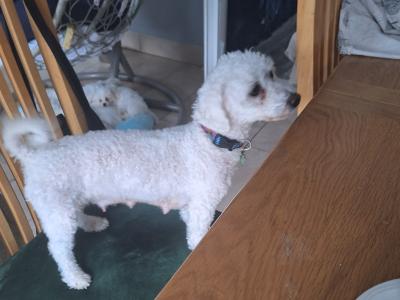 Bichon Frise puppies in Offaly