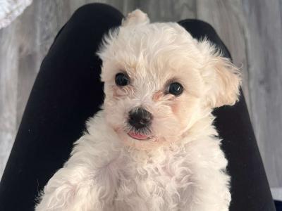 Bichon Frise puppies in Offaly
