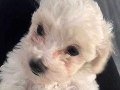 Bichon Frise puppies in Offaly
