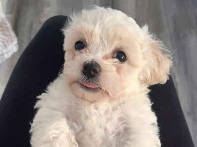 Bichon Frise puppies in Offaly