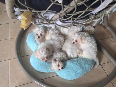Bichon Frise puppies in Offaly