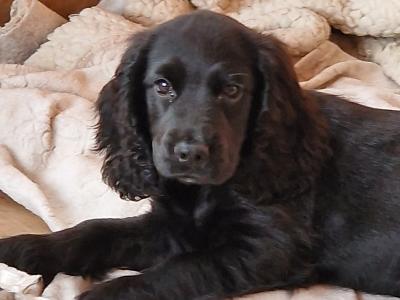 1 Cocker Spaniel puppy left and 1 male Great Dane puppy in Galway