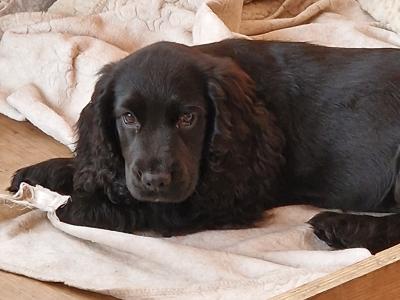 1 Cocker Spaniel puppy left and 1 male Great Dane puppy in Galway