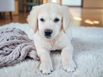 Male Golden Retriever puppy in Kildare