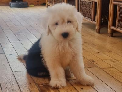 IKC Registered Old English Sheepdog puppies in Longford