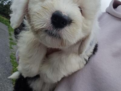 IKC Registered Old English Sheepdog puppies in Longford