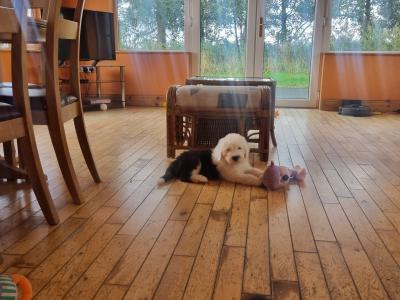 IKC Registered Old English Sheepdog puppies in Longford