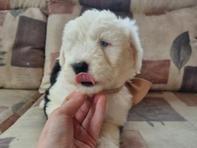 IKC Registered Old English Sheepdog puppies in Longford