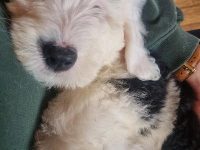 IKC Registered Old English Sheepdog puppies in Longford