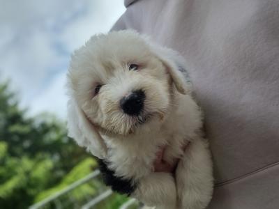 IKC Registered Old English Sheepdog puppies in Longford