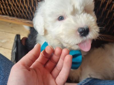 IKC Registered Old English Sheepdog puppies in Longford